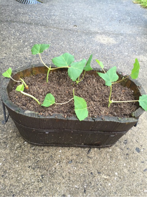 アジサイ アナベルの挿し木をして一年 - Hanana tree