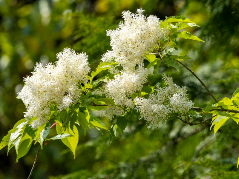 アオダモ – 安藤苗圃