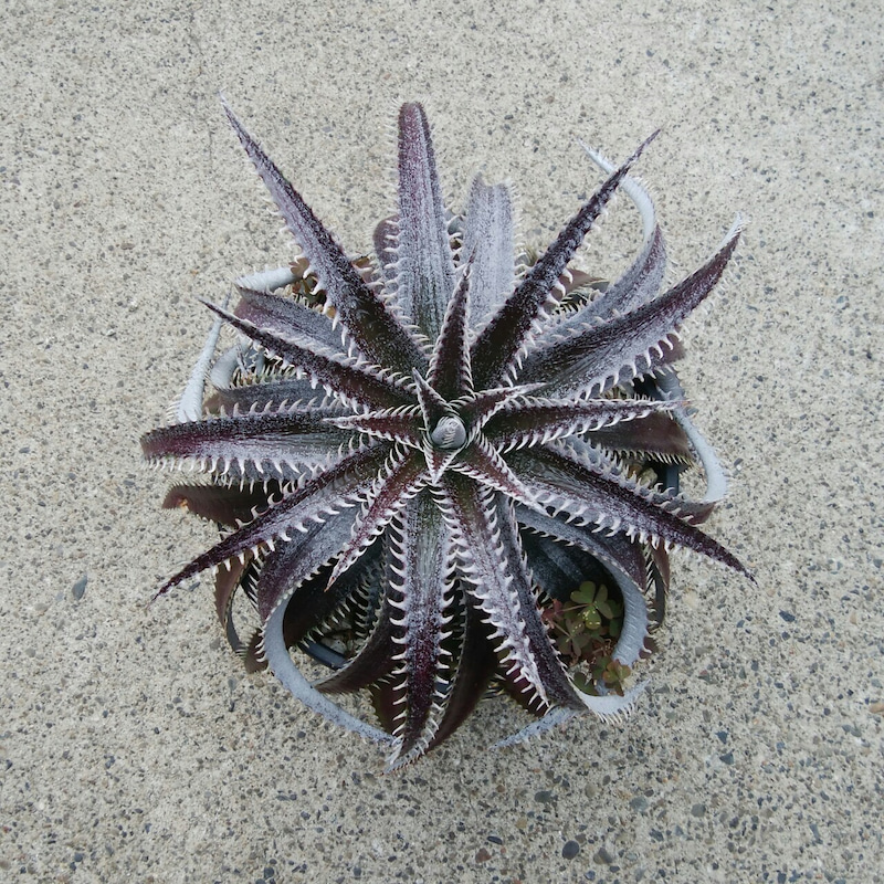 ディッキア成長記録：ディッキア・ビルベイカー（Dyckia 'Bill Baker