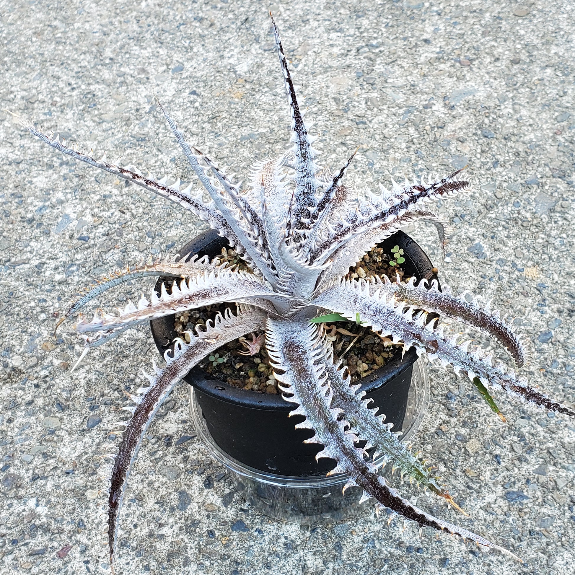 ディッキア：Dyckia 'Red Nagas' x 'Bill Baker' Hybrid | Dyckia Maniax