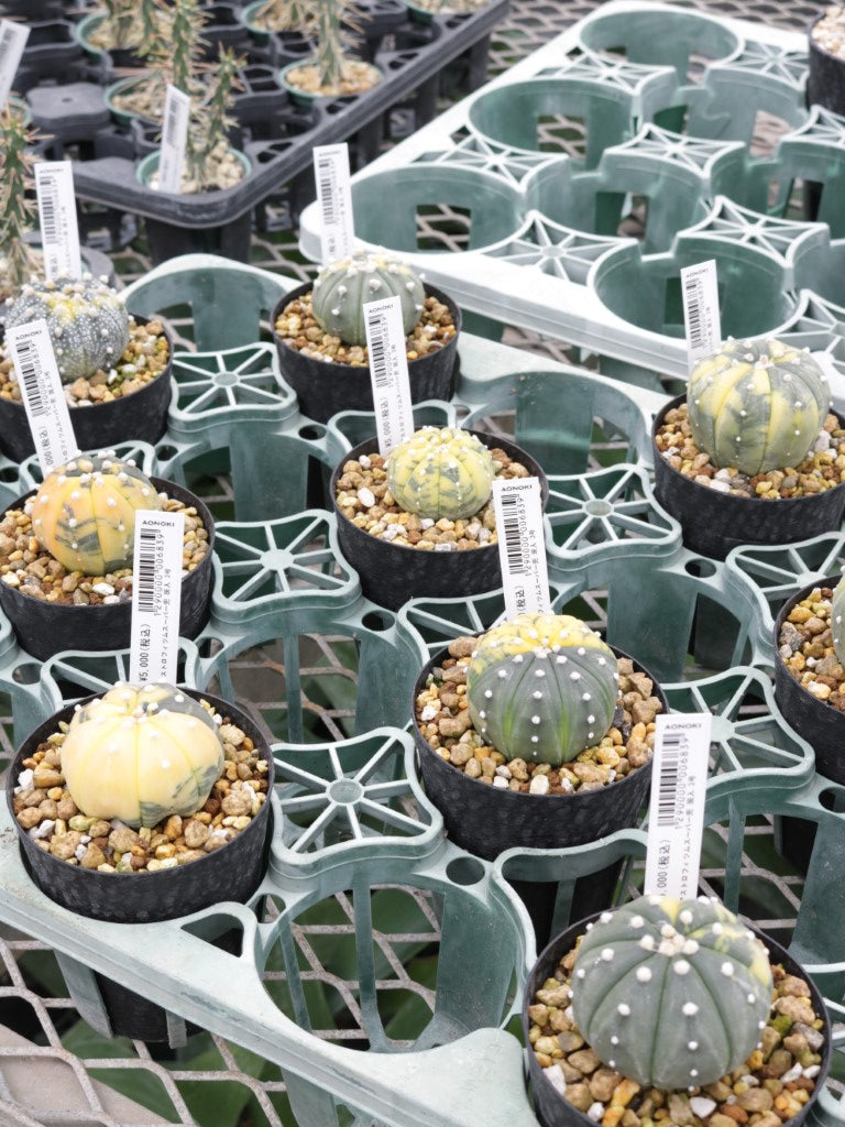 アストロフィツム スーパー兜 斑入り 2.5号鉢 – 福樹園-在庫