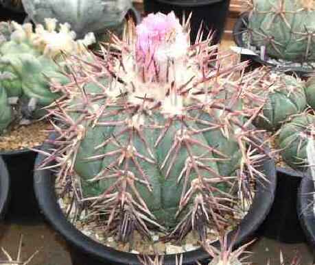 エキノカクタス