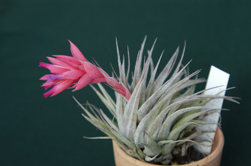 Tillandsia roseiflora