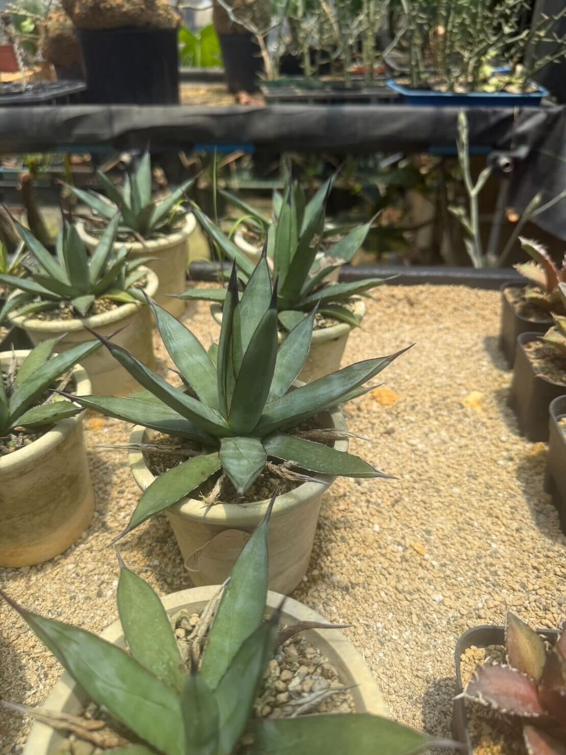 アガベ リトルシャーク – LAND KNOT PLANTS