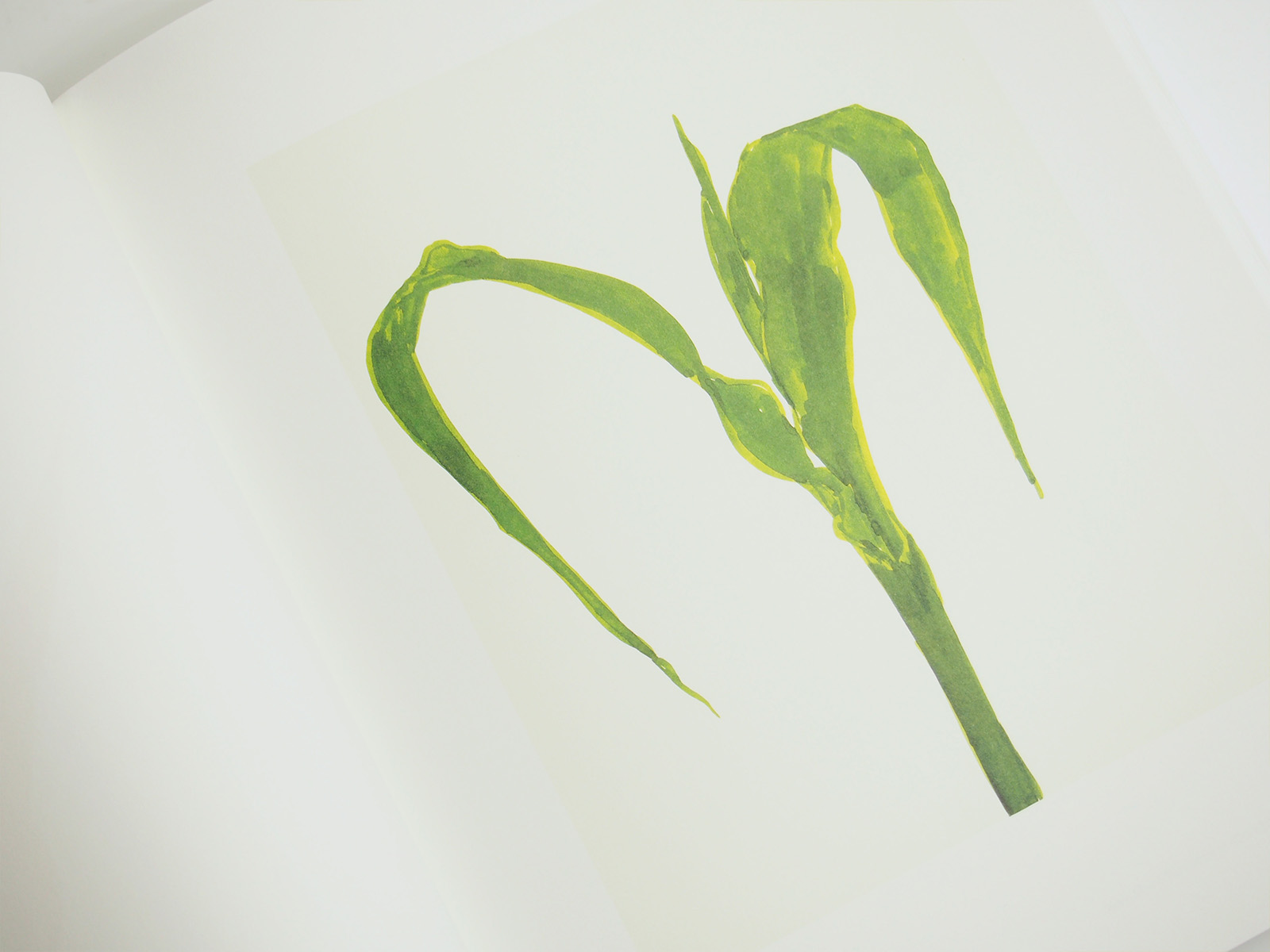 Ellsworth Kelly Plant Drawings, 1948-2010 | PAGE SPREAD