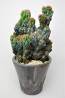 黒王丸モンストローサ | 叢 – くさむら – Qusamura