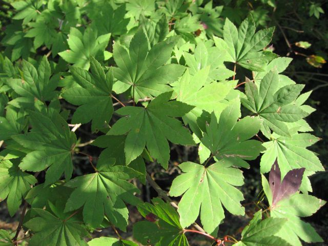 コハウチワカエデ – 広島県緑化センター