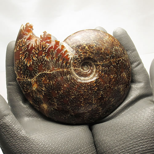 天然マダガスカル産・縫合線オパールアンモナイト化石 超巨大kb702