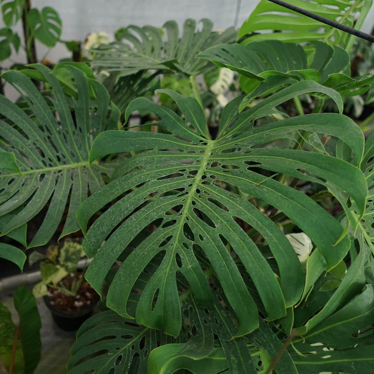 モンステラ・デリシオーサ 'コンパクタ' 2寸ポリポット – RARE PLANTS