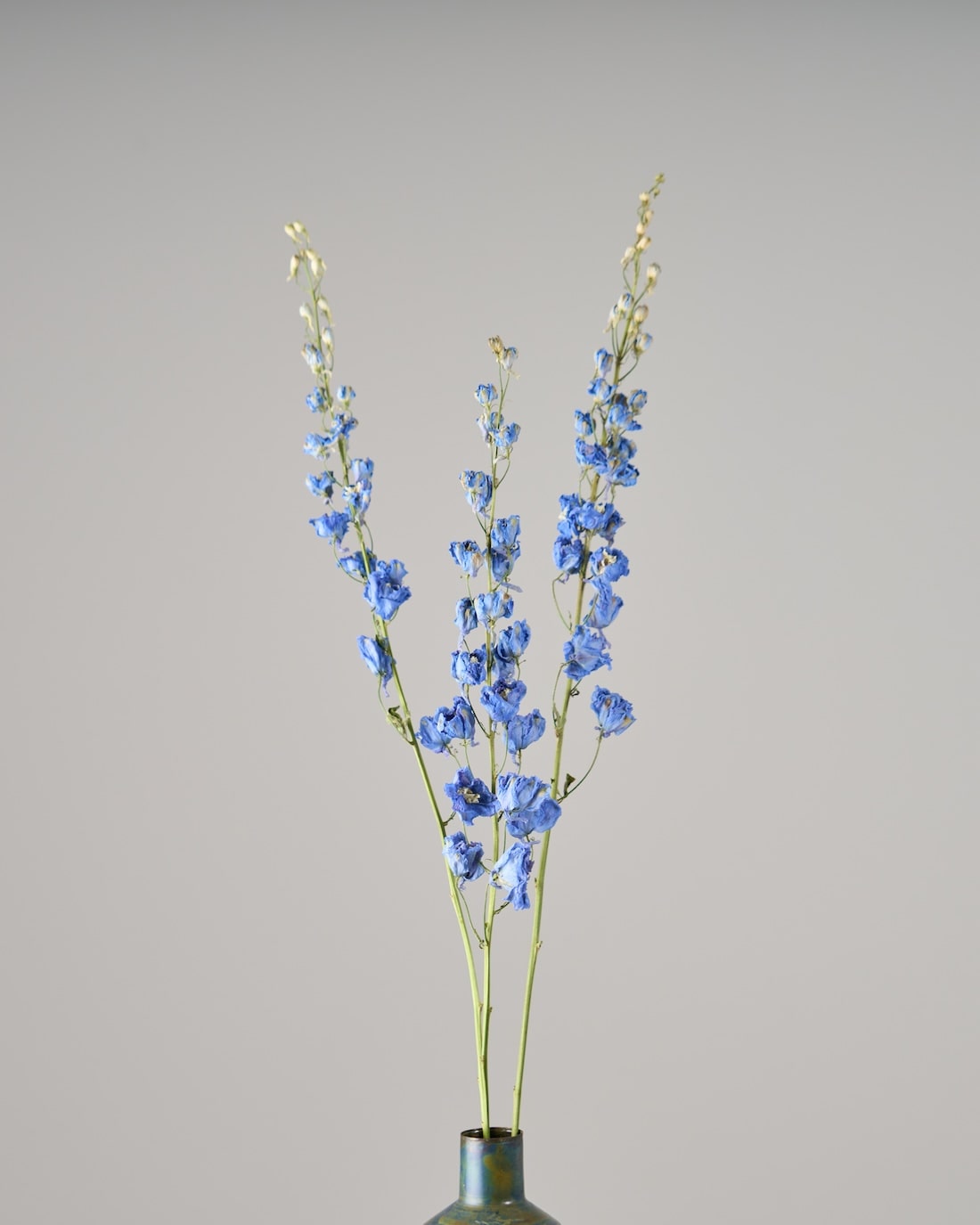 ドライフラワー］デルフィニューム ジャイアント パシフィック商品