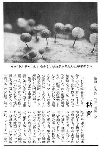 粘菌～驚くべき生命力の謎～