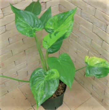 アロカシア・ククラータ 極黄斑個体 1鉢限定 | 希少植物の販売