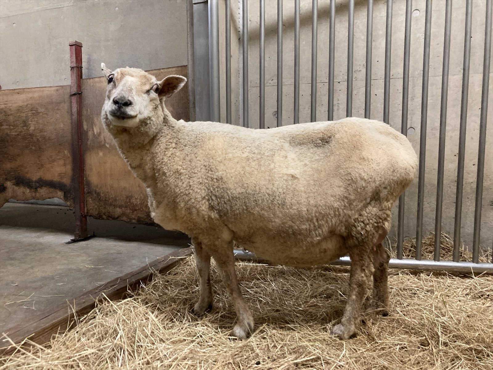 わくわく広場の日常⑱ 双仔のヒツジが広場デビュー！｜飼育係のasazoo