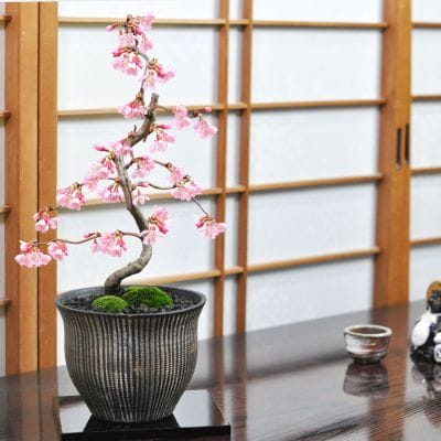 おかめ桜の盆栽を販売｜盆栽妙 – 盆栽妙 本店