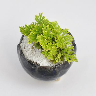 イワヒバ 岩檜葉の盆栽を販売｜盆栽妙 – 盆栽妙 本店