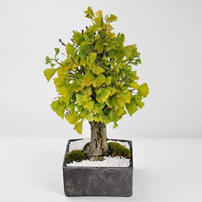 イチョウの大木の盆栽を販売｜盆栽妙 – 盆栽妙 本店