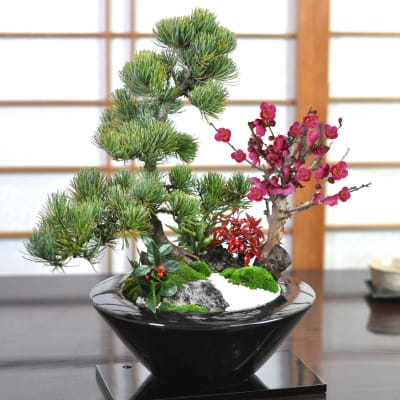 松竹梅 モダン寄植え 大サイズの盆栽を販売｜盆栽妙 – 盆栽妙 本店