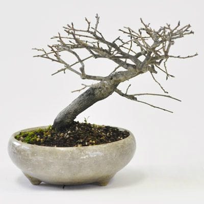 老爺柿 1点もの No.469の盆栽を販売｜通信講座は盆栽妙 – 盆栽妙 本店