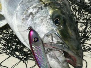 パドルベイト｜ローカルスタンダード｜販売商品｜Costa｜Costa Fishing