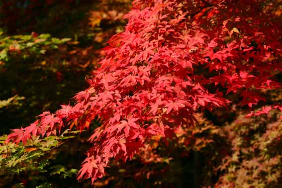 ヤマモミジ,山紅葉,Acer palmatum var.matsumurae,カエデ科カエデ属,苗