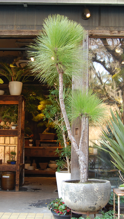 大王松 - Collection : コレクション - NEO GREEN : ネオグリーン