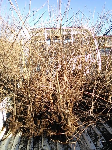 ナツハゼの山採りをしました | ニコニコ菅野農園