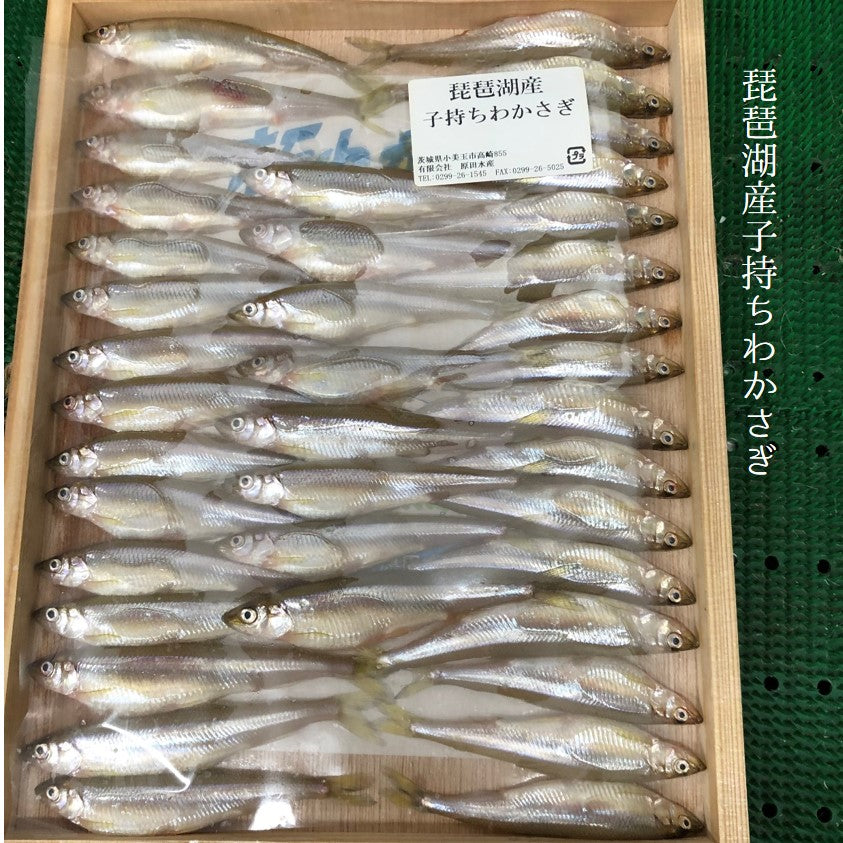 鮮魚通販［豊洲 Okawari鮮魚店］ワカサギ 子持ち 生 新物 霞ヶ浦
