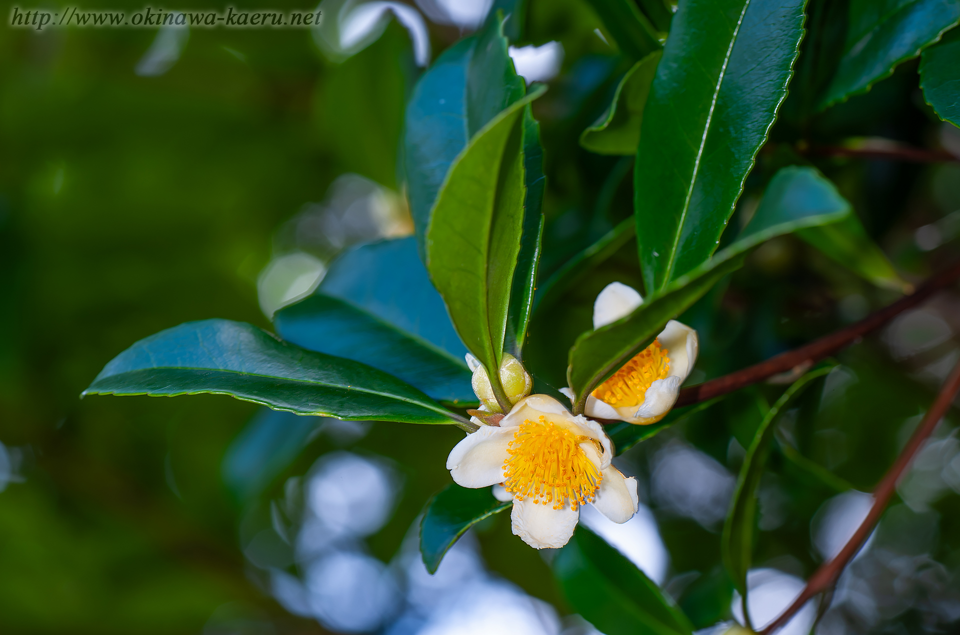 ヒサカキサザンカ Pyrenaria virgata おきなわカエル商会