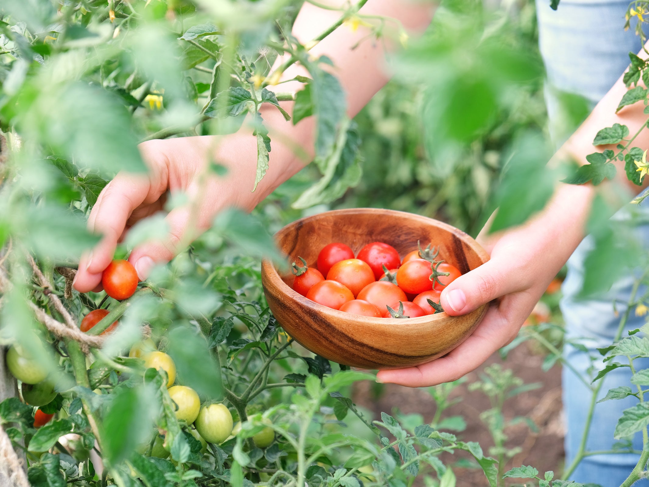 Tomato Companions: The Best Plants to Grow with Tomatoes (and
