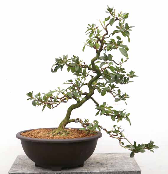 7cm以上 10cm未満 : ヤマカ園芸, 皐月販売