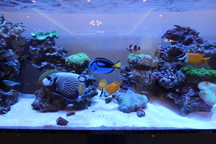 熱帯魚水槽にRO浄水器を使う｜今さら聞けないメリット・デメリット