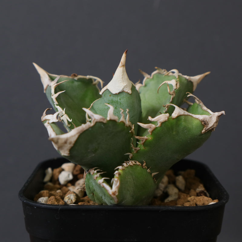 アガベ 白豪刺 EC1448 – TaiShoDo ONLINE SHOP