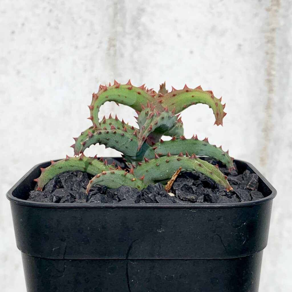 アロエ・カスティロニアエ】育て方・特徴・魅力を徹底解説！初心者でも