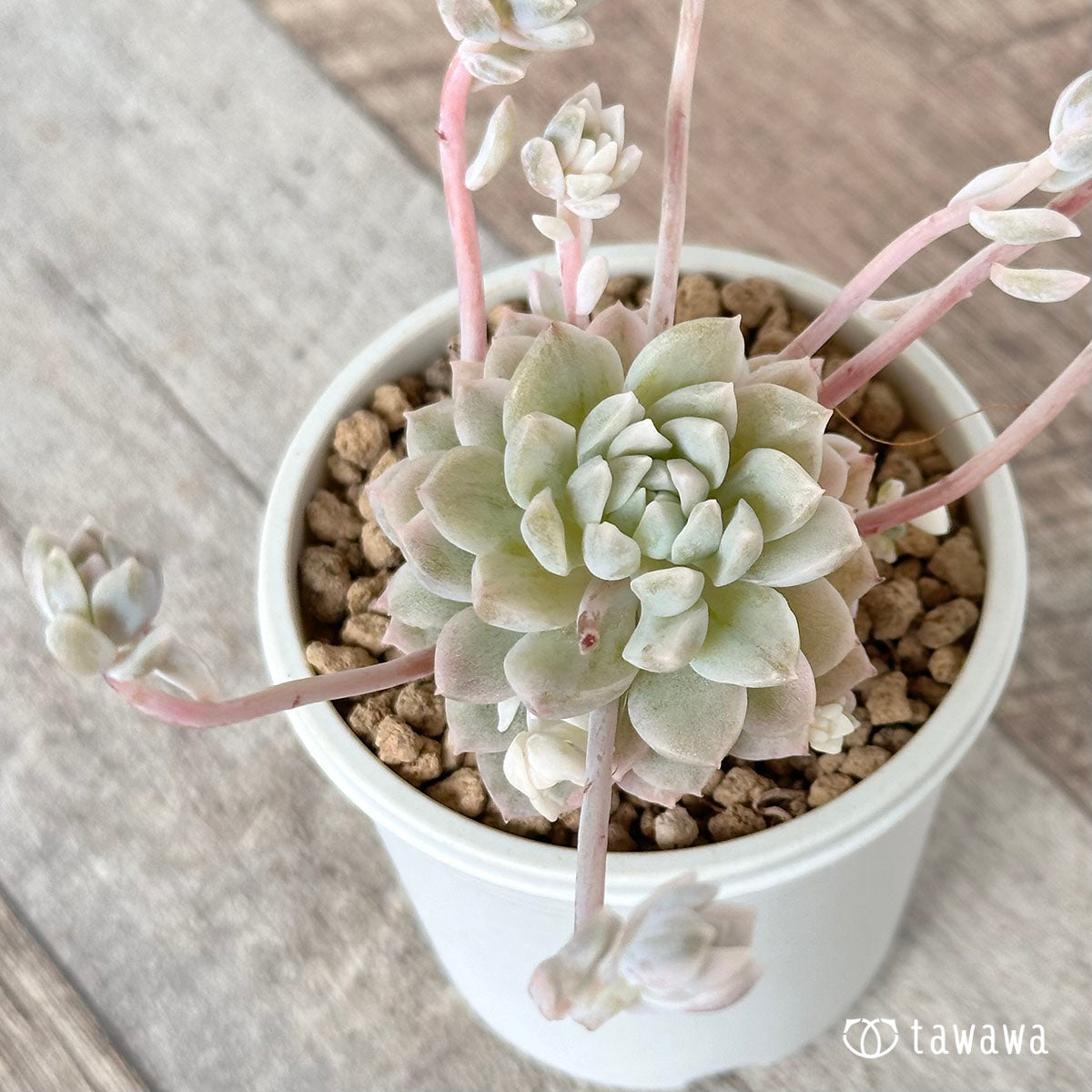 リトルローズ錦（プロリフィカ錦） – 多肉植物の通販・販売サイト tawawa