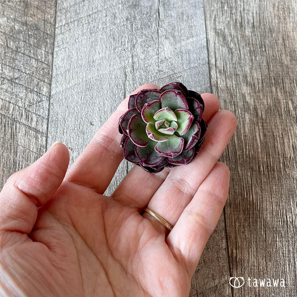 ジョアンダニエル – 多肉植物の通販・販売サイト tawawa