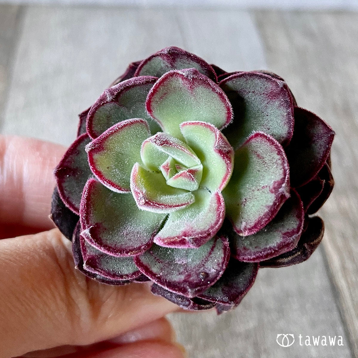 ジョアンダニエル – 多肉植物の通販・販売サイト tawawa