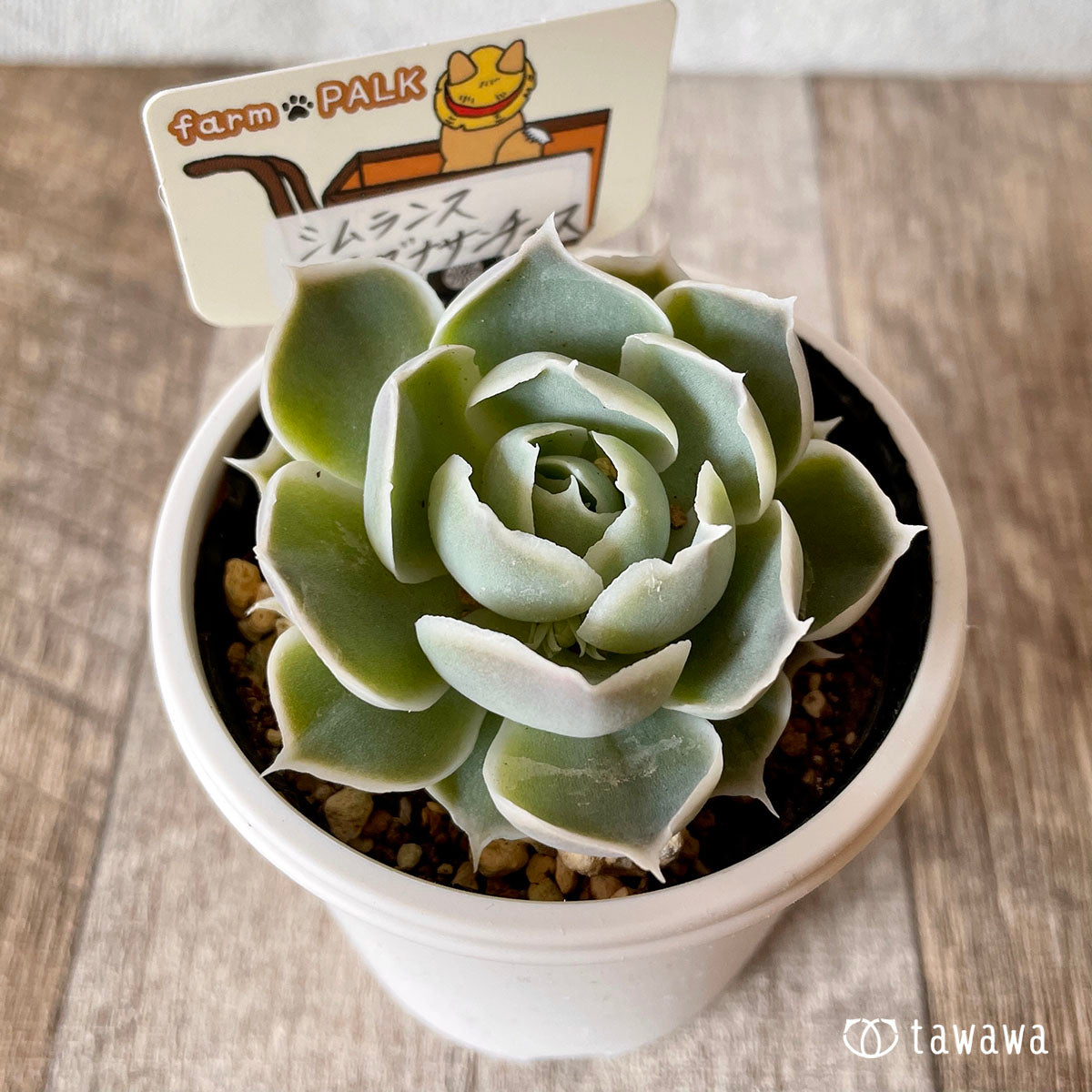 エケベリア – tagged 