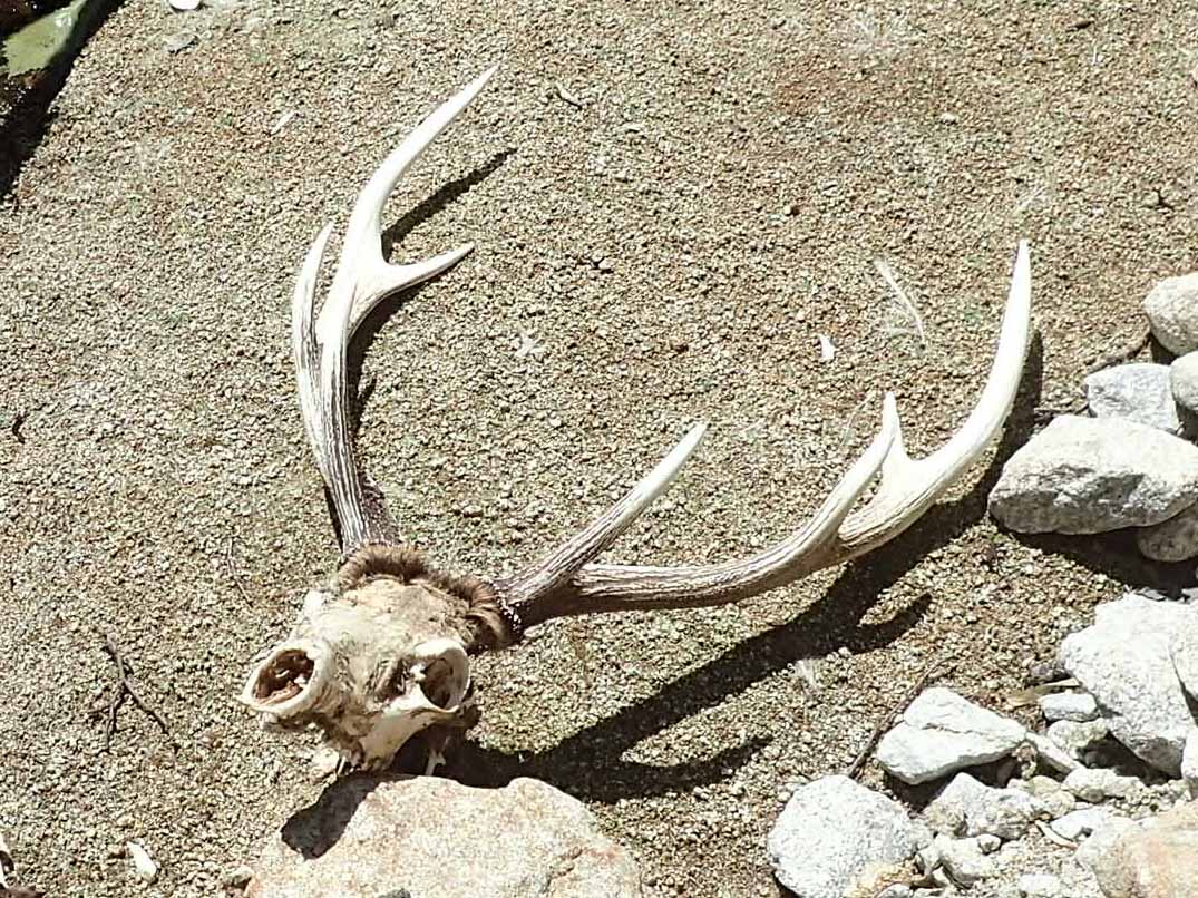 エゾシカ頭骨 4歳と角枝から分かるその年齢 | ハンター日記