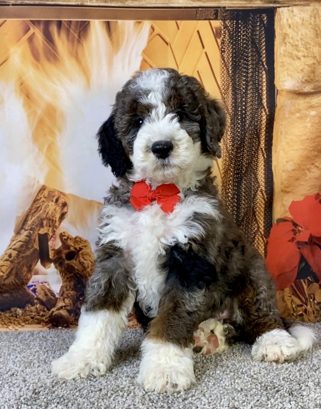 Mr. Monty The F1B Mini-Bernedoodle | The Bernedoodles