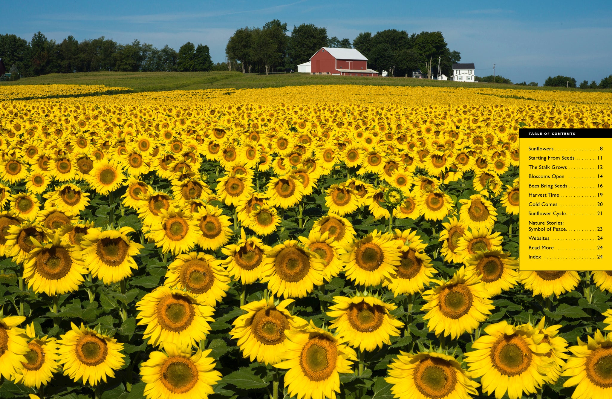 914-Look_Sunflowersint_2048x.