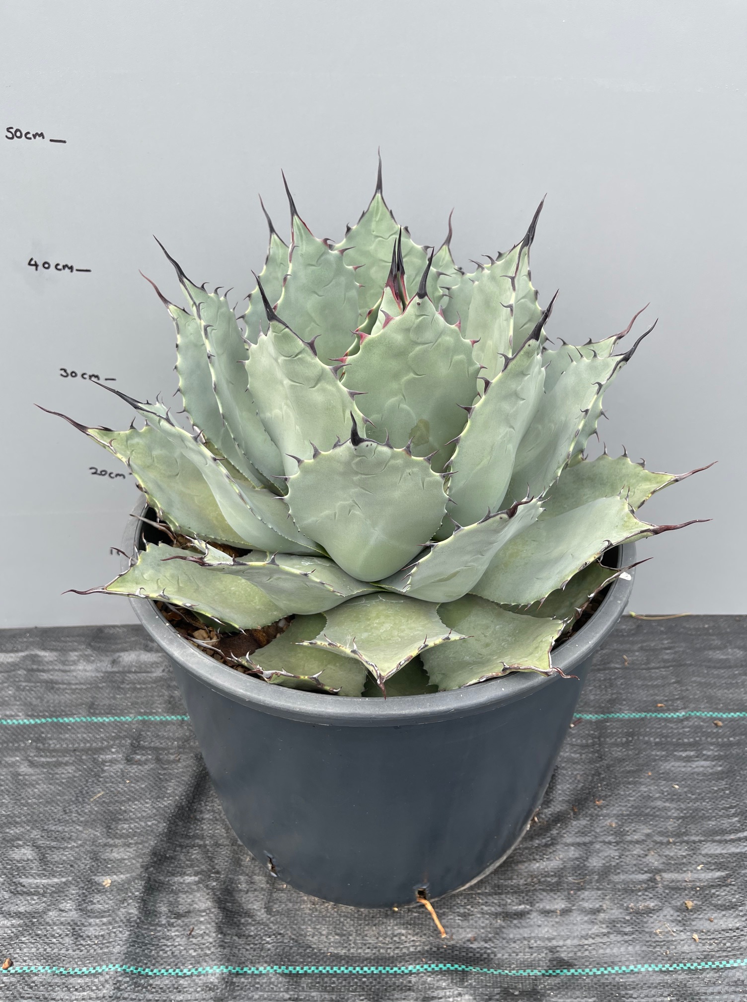 Agave parryi sp. parryi - The Palm Grower