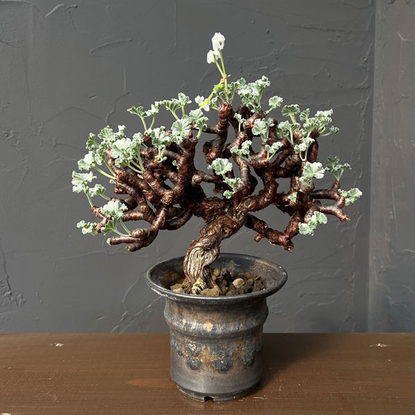 楽天市場】ミラビレの通販