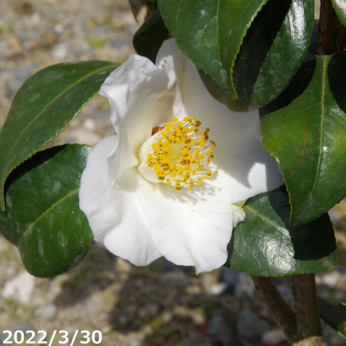 楽天市場】ツバキ 加茂本阿弥の通販