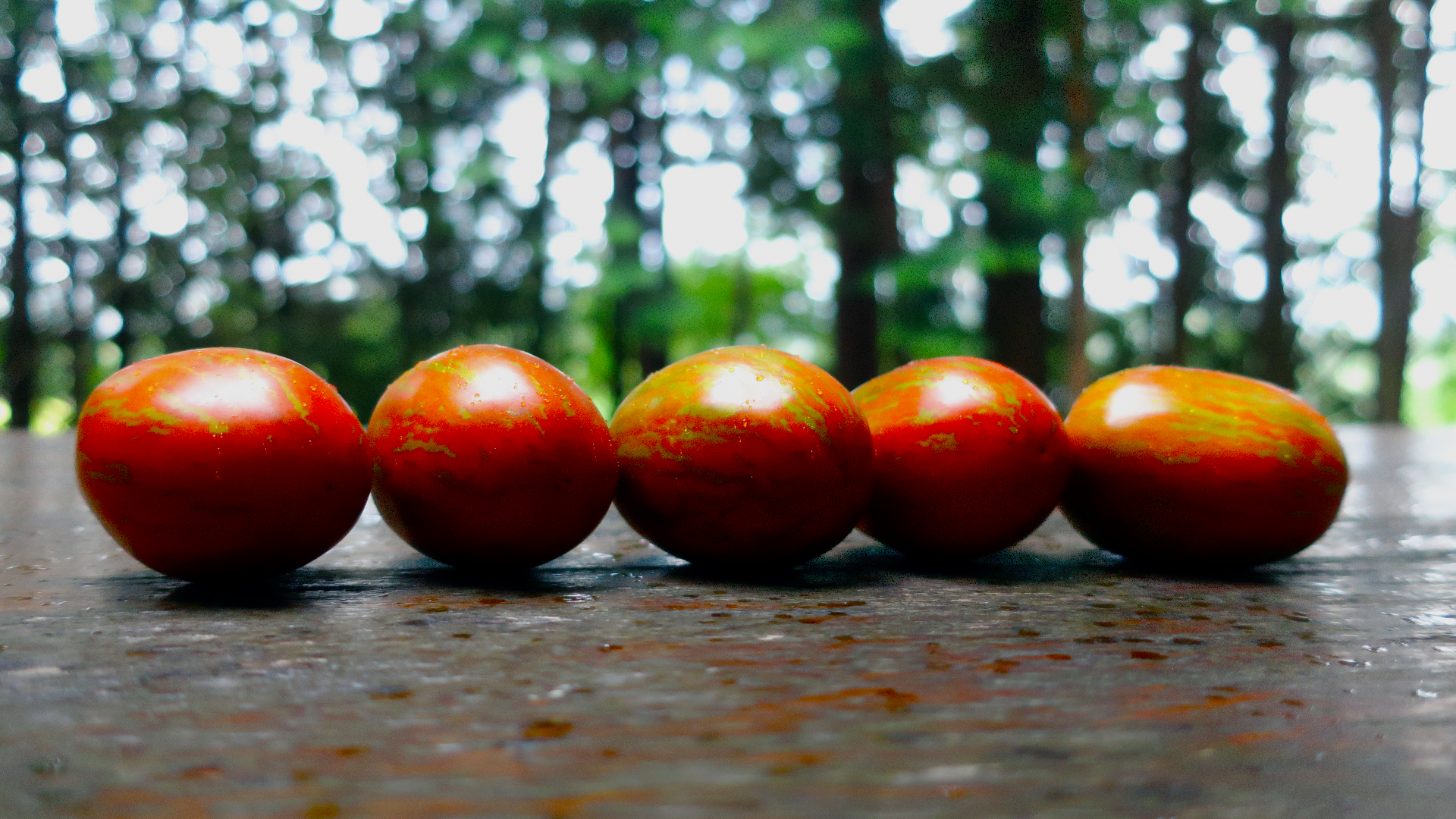 Dwarf Audrey's Love / ドワーフ オードレイズラブ / ドワーフトマト