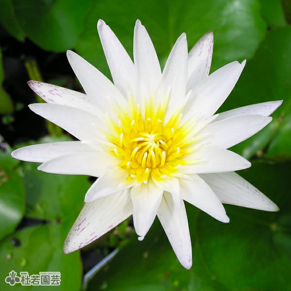 スイレン】 カオヒラリー(熱帯睡蓮) 10.5cmポット | 杜若園芸WEB