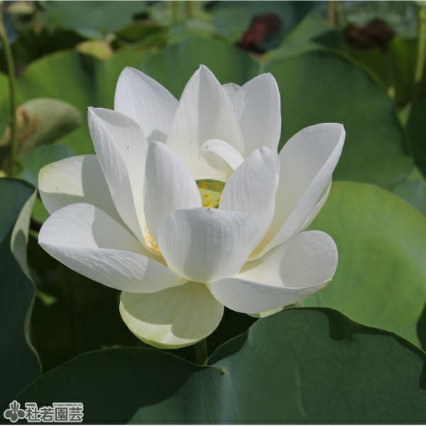 蓮、ハス】真如蓮(しんにょれん)【中・大型種】 | 杜若園芸WEBショップ