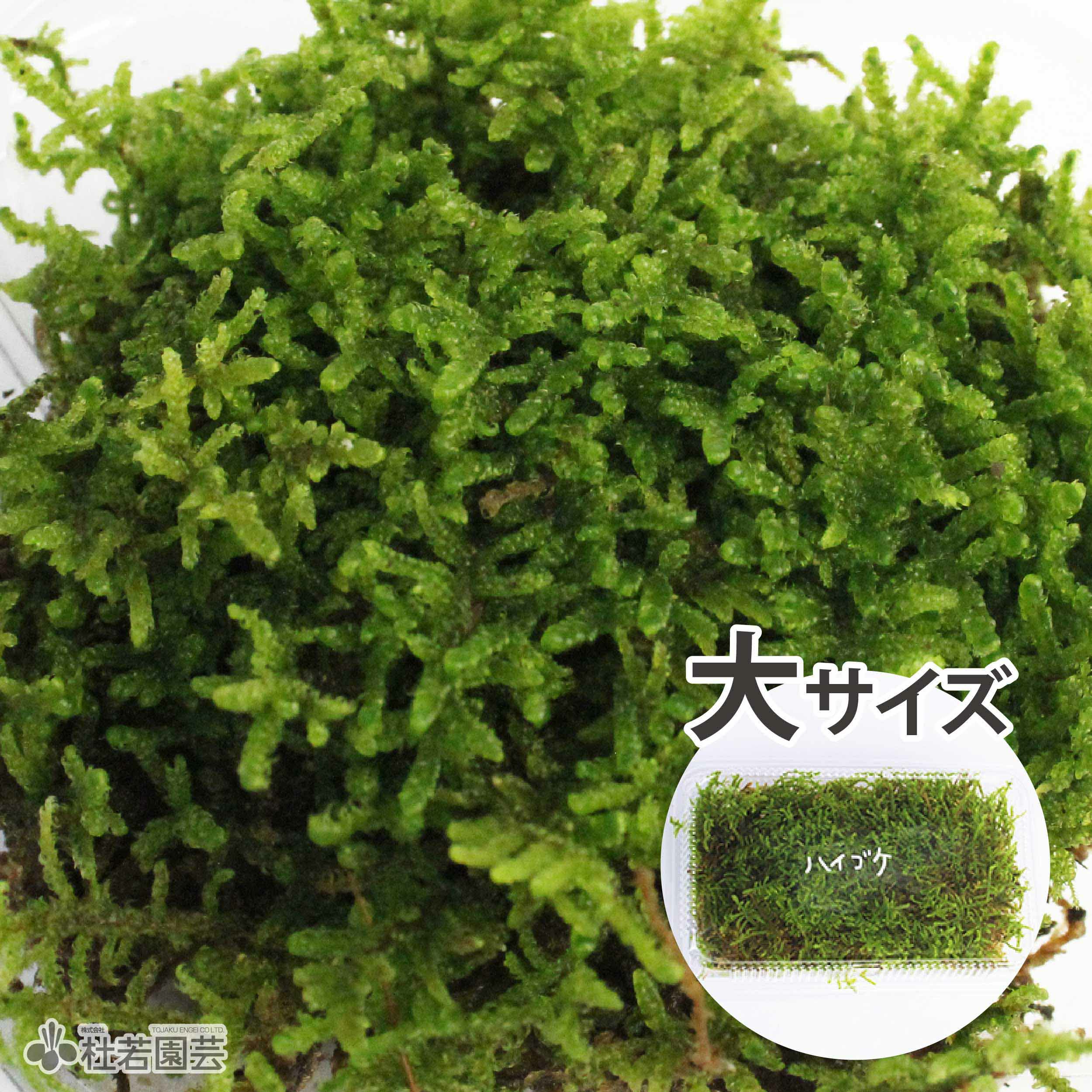苔品種 ハイゴケ（大）【苔、コケ、こけ】 | 杜若園芸WEBショップ