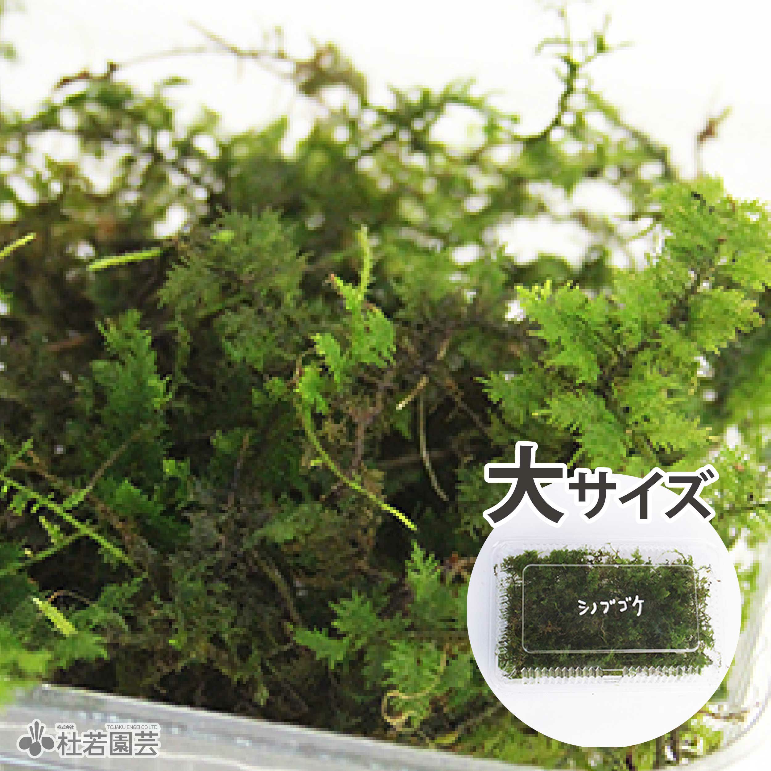 苔品種 ハイゴケ（大）【苔、コケ、こけ】 | 杜若園芸WEBショップ