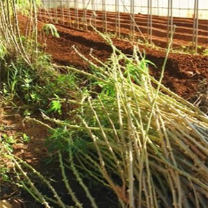 キャッサバの販売 – あまみ徳之島絆ファーム