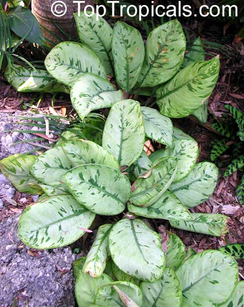 Homalomena sp. (Homalomena) | Top Tropicals Plant Encyclopedia